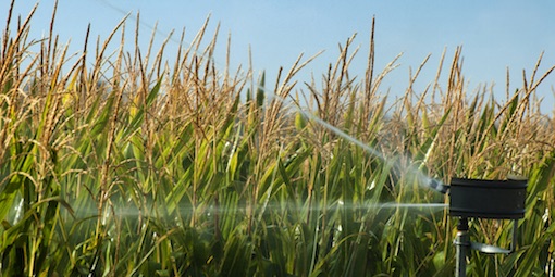 DFID cites research showing 'that good irrigation can increase productivity by over 100 per cent'