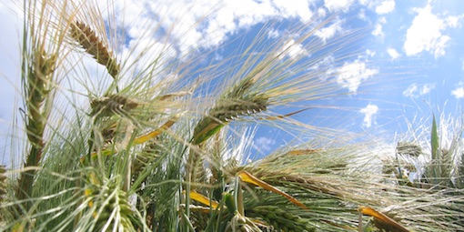 Heineken's schemes include a pilot 'Farmer Sustainability Group' in partnership with malted barley supplier Munton's